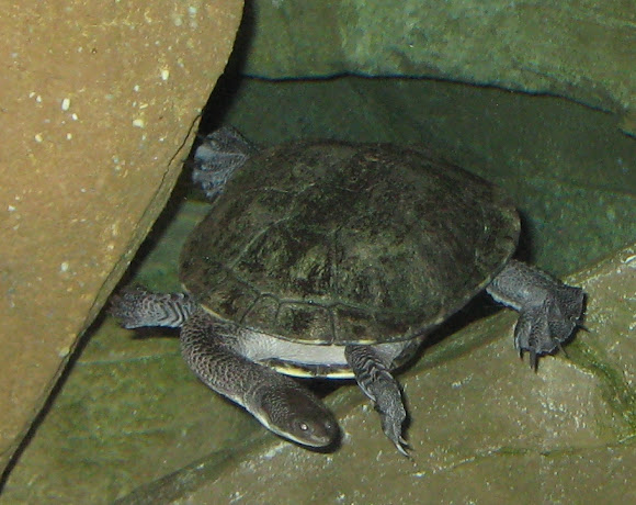 Spotting Image 1