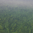 Common or European Carp