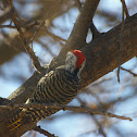 Cardinal Woodpecker