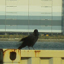 Crow