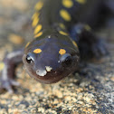 Spotted Salamander