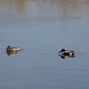Northern Shoveler