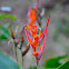 Heliconia