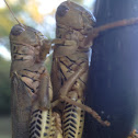Grasshopper species (mating)