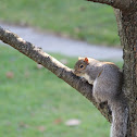 Eastern Gray Squirrel