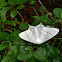 Swallow-tailed Moth