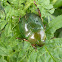Green Christmas Beetle