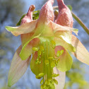 Red Columbine