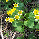 Marsh Marigold