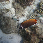 Redtail Butterflyfish