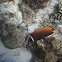 Redtail Butterflyfish