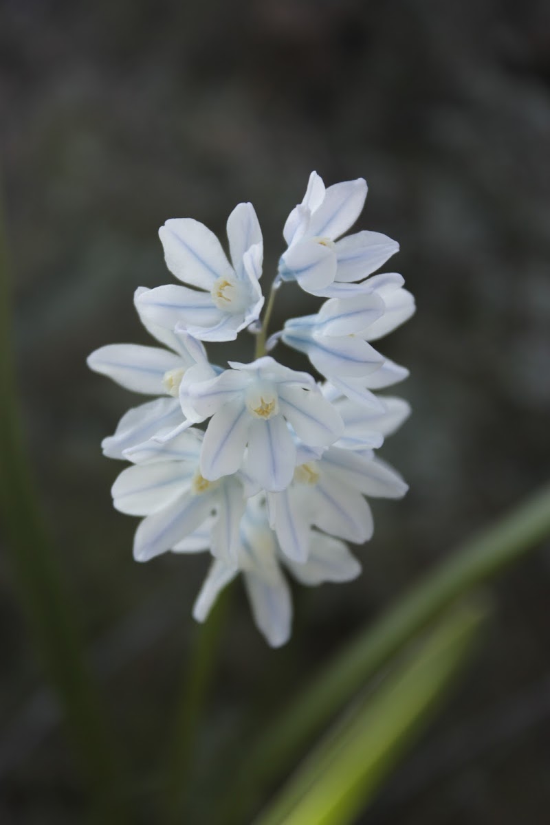 Puschkinia