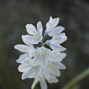 Puschkinia