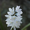 Puschkinia