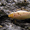 Beautiful Ellipsidion