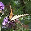 EasternTiger Swallowtail