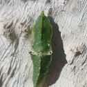 Cabbage Butterfly Crisalid