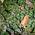 Partridge Berry Plant