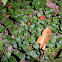 Partridge Berry Plant