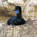 Brandt's Cormorant