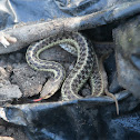 Eastern Garter Snake