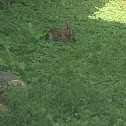 Eastern Cottontail