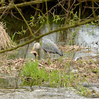 Grey Heron
