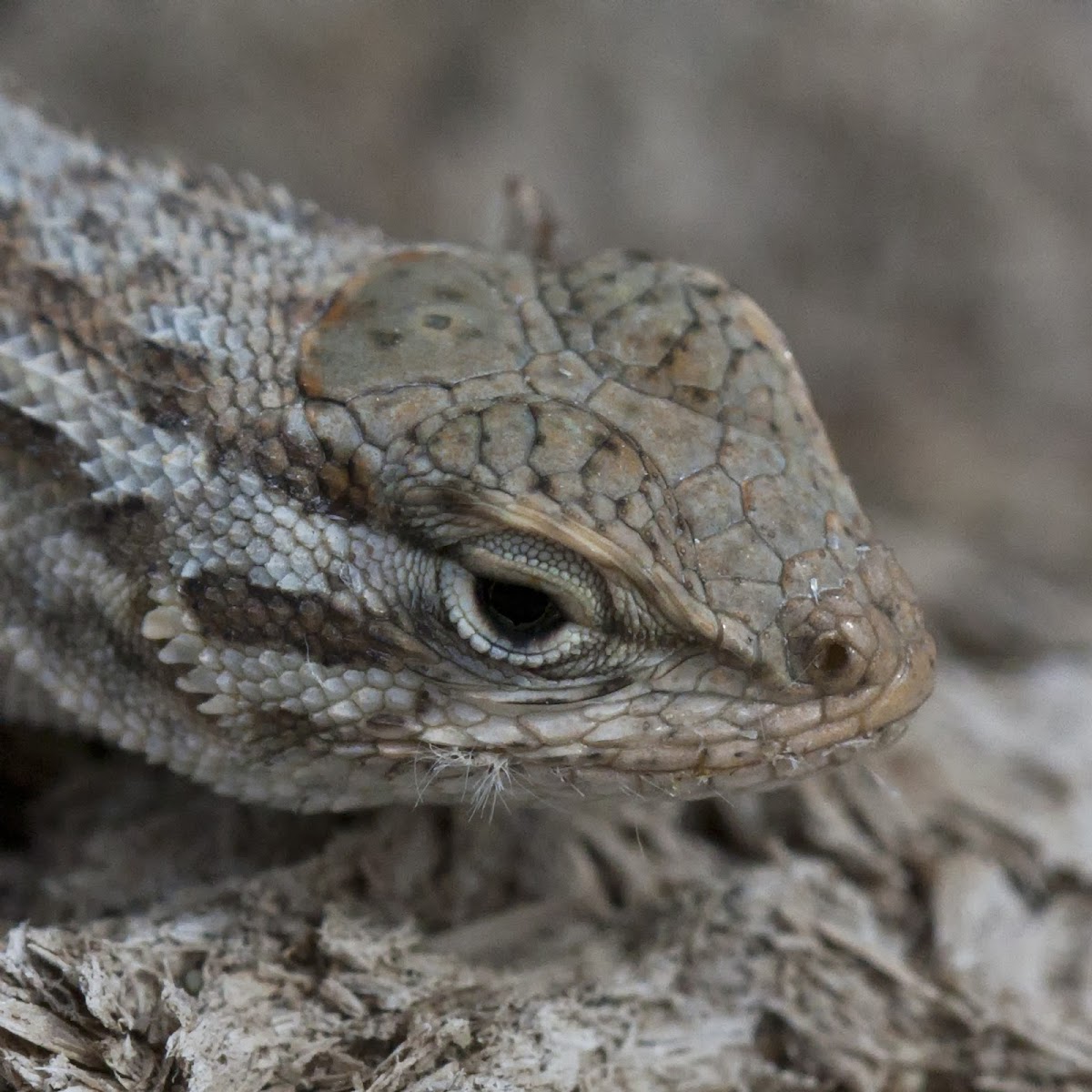 western fence lizard
