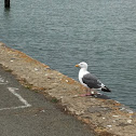 Western Gull