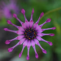 African Daisy - Whirligig cultivar