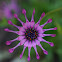 African Daisy - Whirligig cultivar
