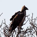 Martial eagle