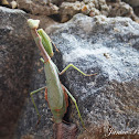 European Mantis