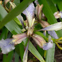 Iris
