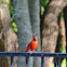 Cardinal