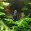 Blue poison dart frog