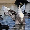 (Male) Swedish Blue Duck