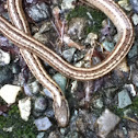 garter snake