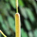 Southern Cattail
