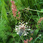 Broadleaf plantain