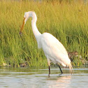 Great Egret