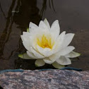 Water Lilly 
