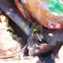 European honey bee