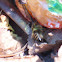 European honey bee