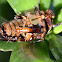 Earwig
