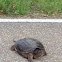 Snapping Turtle