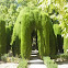 Cupressus (Ciprés. Cypress)