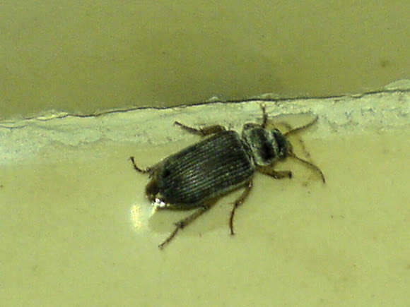 Spotting Image 1