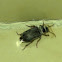 Ground beetle