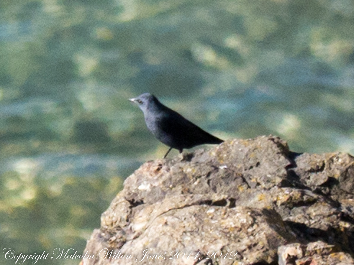 Blue Rock Thrush; Roquero Solitario